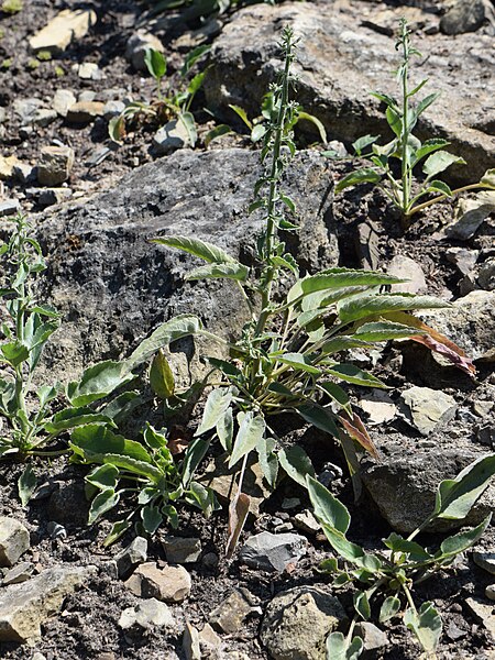 File:Campanula sarmatica subsp. woronowii kz01.jpg