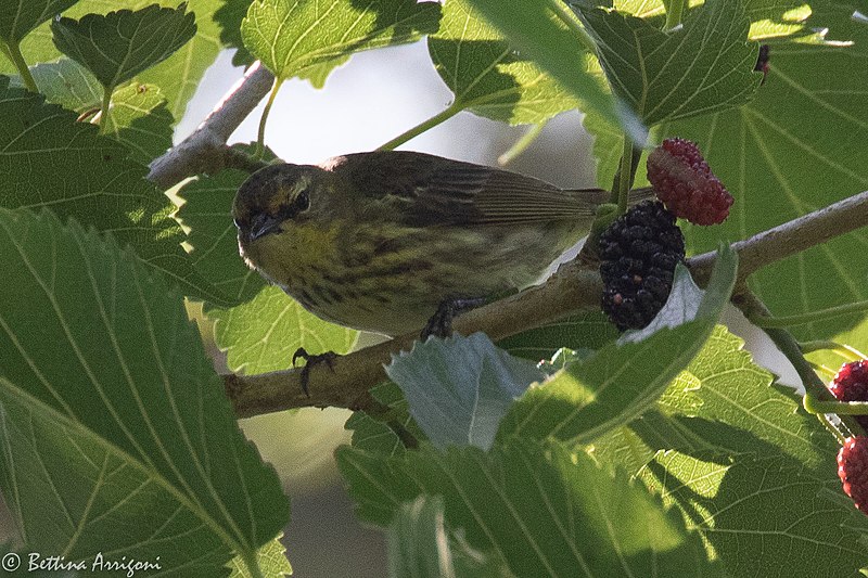 File:Cape May Warbler (female) Smith Oaks High Island TX 2018-04-17 14-57-54-2 (27079029317).jpg