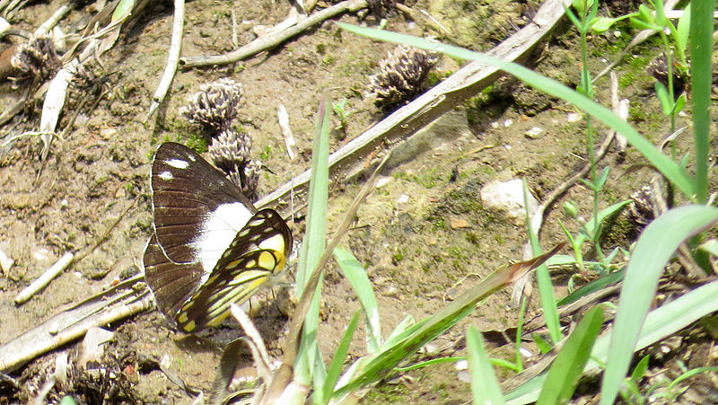 File:Caper White wings ajar (15983875956).jpg