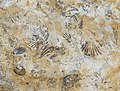 Carboniferous limestone fossils - Flickr - S. Rae.jpg