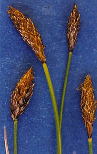Carexsubnigricans.jpg