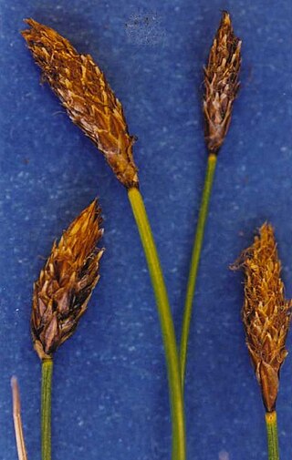 <i>Carex subnigricans</i> Species of grass-like plant