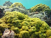 Living Porites stony coral Caribbean Porites.JPG