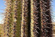 Saguaro spines Carnegiea gigantea trunk - close up (6989395593).jpg