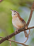 Carolina wren.jpg