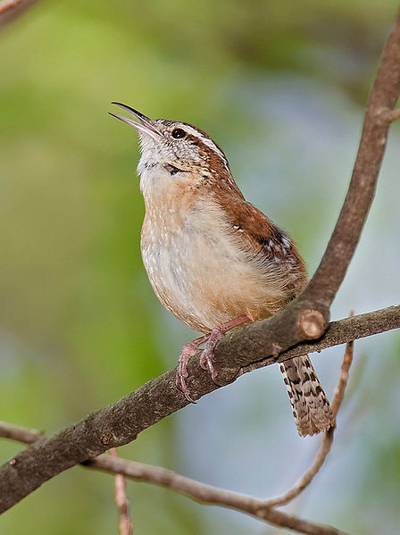 File:Carolina wren.jpg