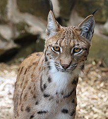 Gaupe (Lynx lynx)