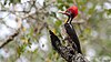 Lineated woodpecker