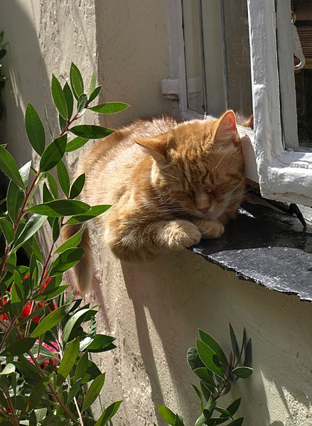 File:Cat, Clovelly - geograph.org.uk - 3611089.jpg