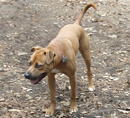 Buldog_Catahoula