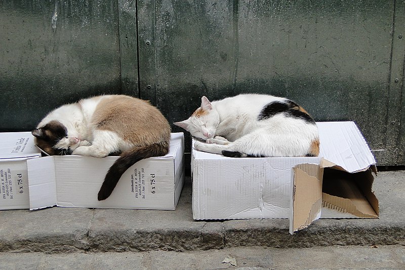 File:Cats Nap on Cardboard Boxes - Gaia District - Porto, Portugal (4642959142).jpg