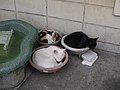 "Cats_curled_up_in_pots_at_Ogimachi_Station_2.jpg" by User:Vantey