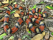 Cemophora coccinea, šarlatový had.jpg