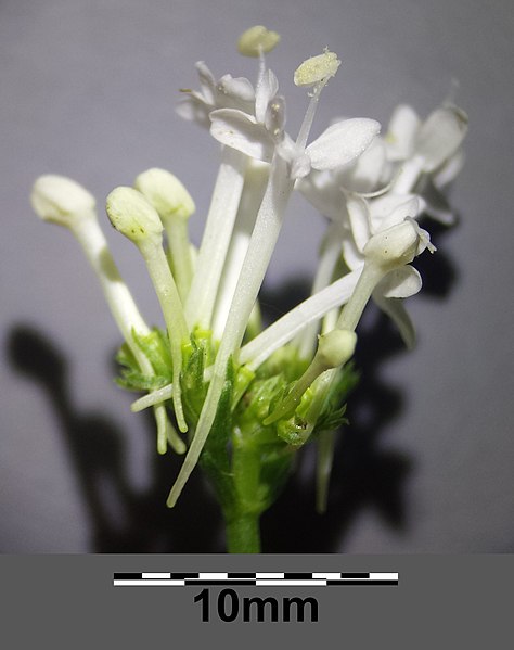 File:Centranthus ruber sl14.jpg