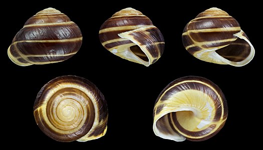 Cepaea hortensis var. lutea lutescens fasciata [123]45