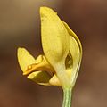 Cephalanthera falcata