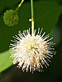 Cephalanthus occidentalis, Guzikowiec zachodni, 2020-08-07