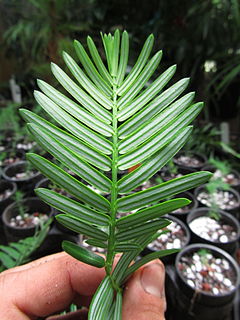 <i>Cephalotaxus mannii</i> species of plant