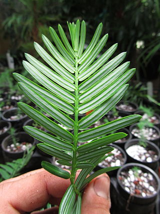 <i>Cephalotaxus mannii</i> Species of conifer