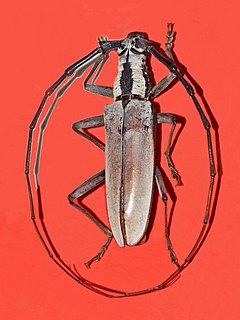 Massicus pascoei species of beetle
