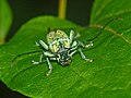 Cerambycidae - Saperda punctata- 2. 
 JPG