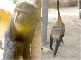 Cercopithecus lomamiensis