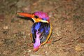 * Nomination: Black Backed Dwarf Kingfisher. By User:RAJENDRANTM --Satdeep Gill 17:50, 23 July 2023 (UTC) * * Review needed