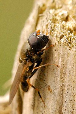 Hundkäxblomfluga (Cheilosia pagana) hane