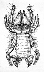 Miniatura para Hexisopodidae