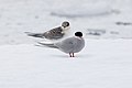 Adult Antarctic tern (front) in breeding plumage with a chick (back).