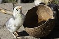 * Nomination Five days Chicken taking water from Coconut --Bijaya2043 01:17, 28 October 2016 (UTC) * Promotion Good quality, but more specific categorization required --Uoaei1 04:09, 28 October 2016 (UTC)