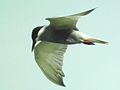 Summer plumage; Hong Kong