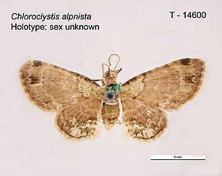 <i>Chloroclystis alpnista</i> Species of moth