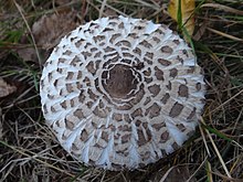 Chlorophyllum rachodes a1 (3).JPG