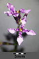 a stem with two small four-petalled flowers