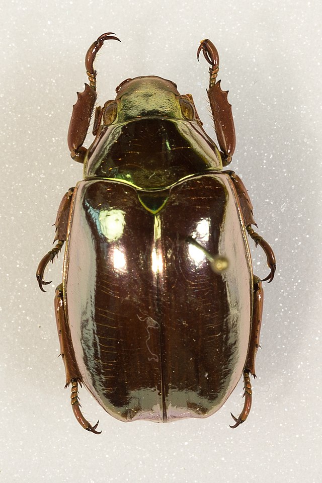 Chrysina optima