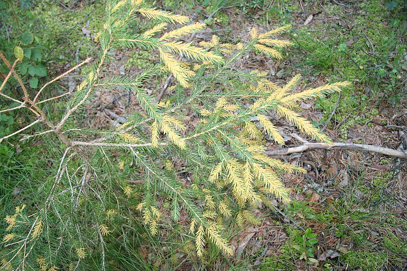 File:Chrysomyxa ledi infected picea.JPG