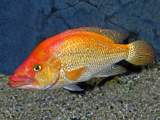 <i>Petenia splendida</i> Species of fish