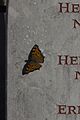 Cimetière de Loyasse - Papillon sur pierre tombale.jpg