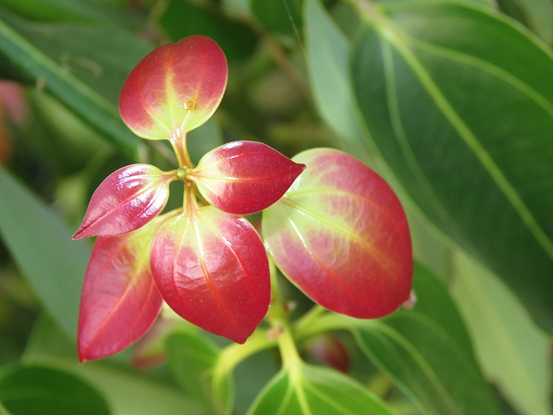 File:Cinnamomum verum young leaves at Thattekkadu (2).jpg