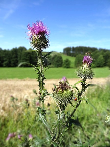 File:Cirsium vulgare (Savi) Ten. (7718031994).jpg