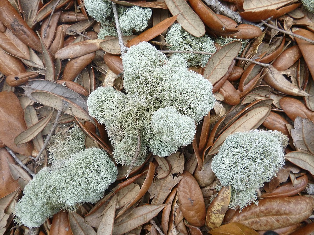 Cladonia evansii - Wikipedia