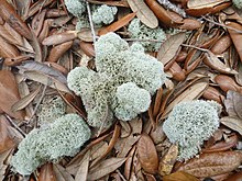 Cladonia evansii GUIS.jpg