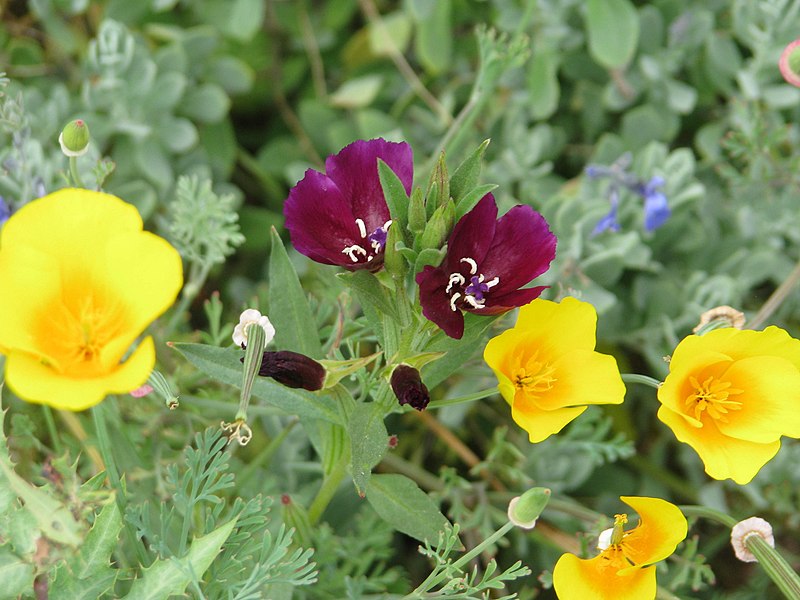 File:Clarkia purpurea with Californian poppies (14523455704).jpg