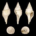 * Nomination Shell of an Eocene gastropod, Clavilithes laevigatus --Llez 07:33, 9 February 2012 (UTC) * Promotion Good quality -- George Chernilevsky 07:30, 9 February 2012 (UTC)