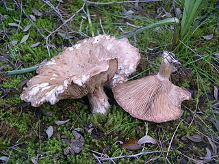 <i>Clitopaxillus alexandri</i> Species of edible fungus