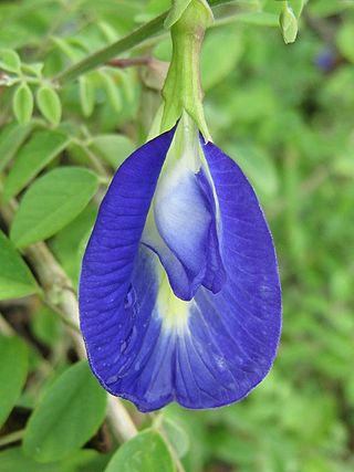 <i>Clitoria</i> Genus of legumes