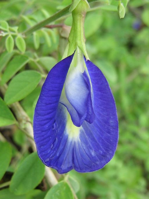 Clitoria and clitoris