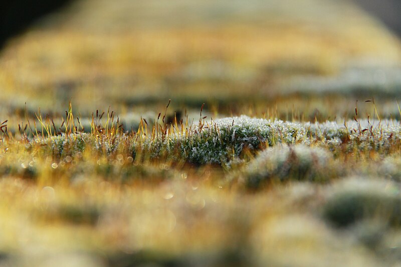 File:Close-up of frost-covered moss in Downside, Epsom.jpg