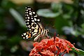 * Nomination: Close Wing Nectaring of Papilio demoleus Linnaeus, 1758 - Lime Swallowtail --TAPAN1412 15:10, 16 December 2023 (UTC) * * Review needed
